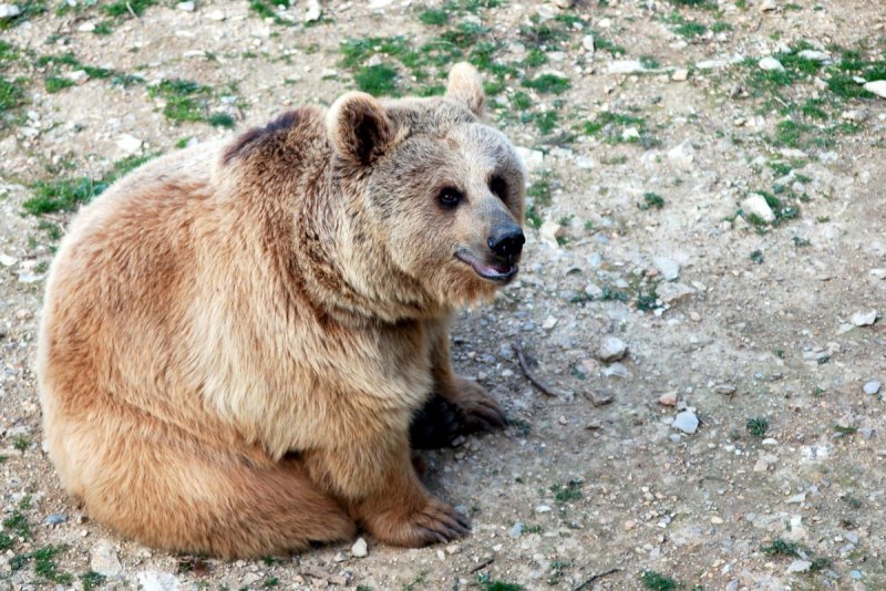 Тяньшанский бурый медведь