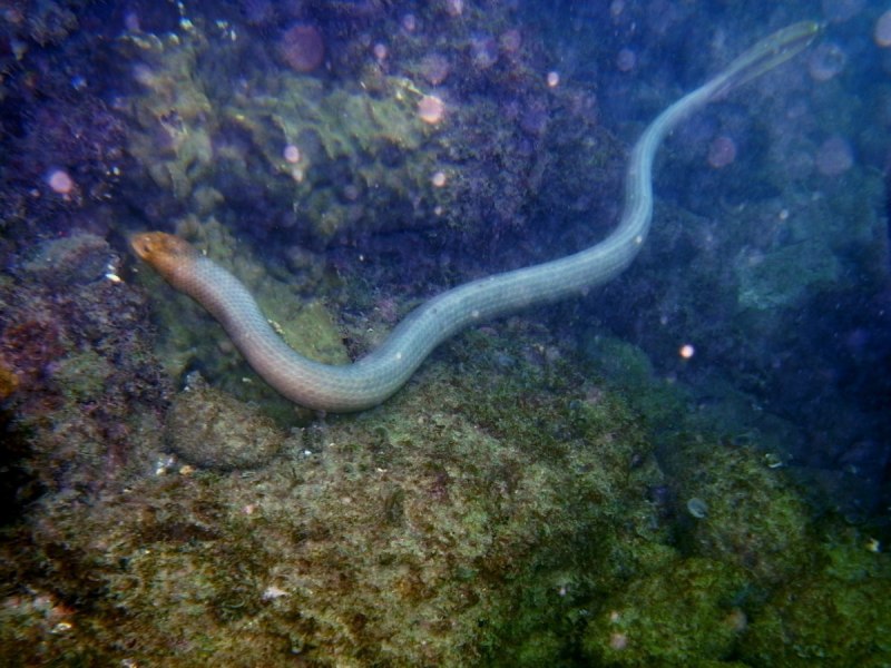 Aipysurus duboisii