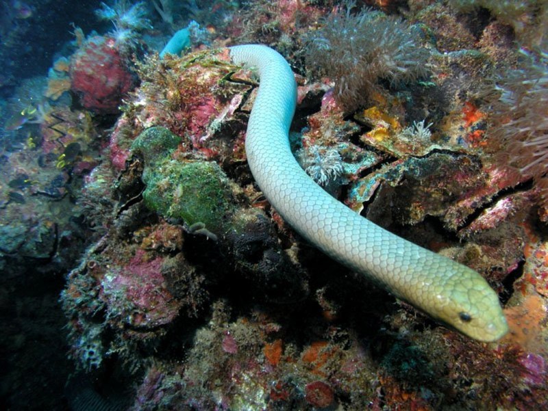 Морская змея (Sea Snake)