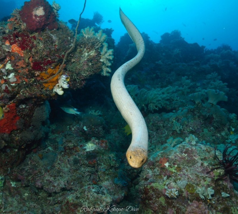 Aipysurus laevis