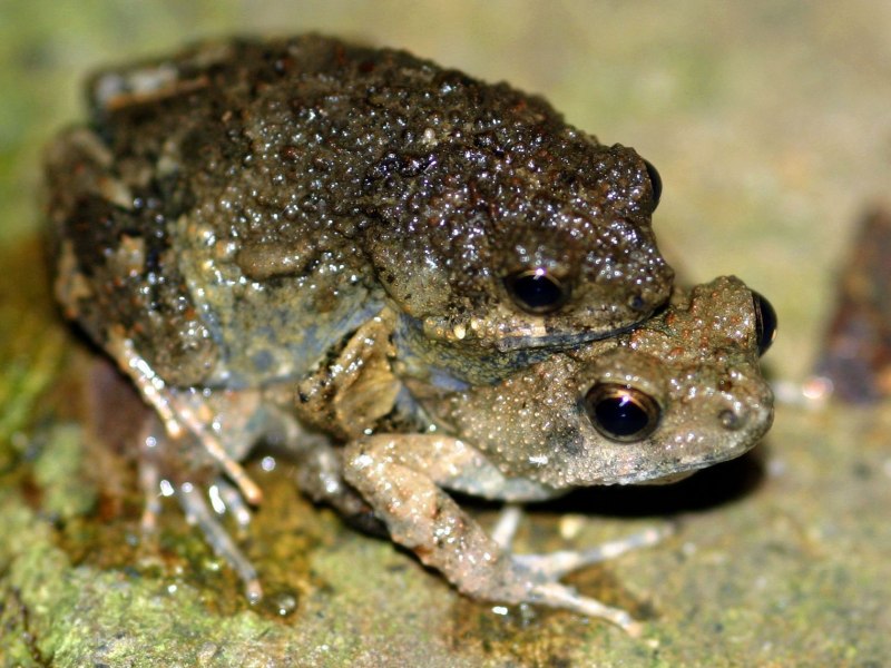 Лягушка Xenopus laevis