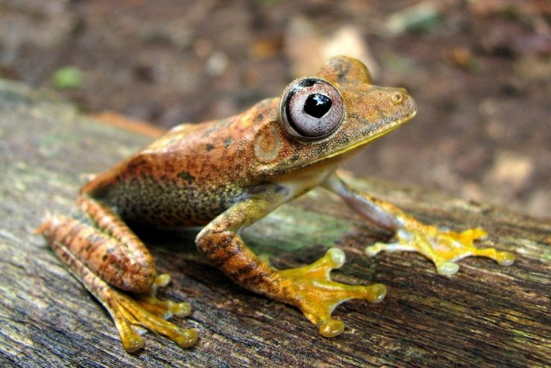 Litoria DVCS