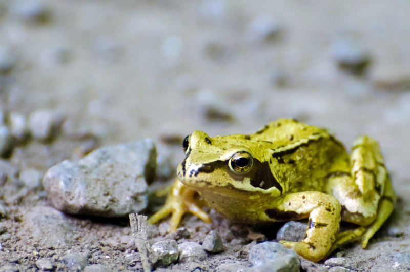 Litoria phyllochroa, Seymouria, jos Notophthalmus viridescens, Dermophis mexicanus