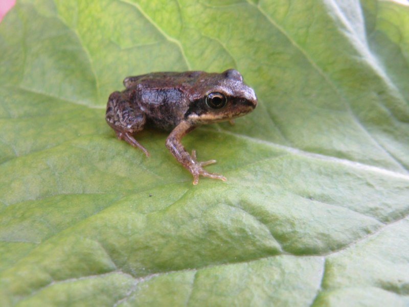 Лягушка Xenopus laevis