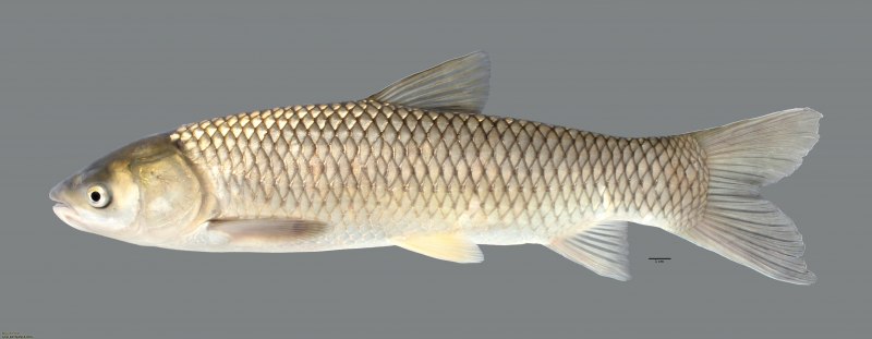 Белый Амур (Ctenopharyngodon Idella)