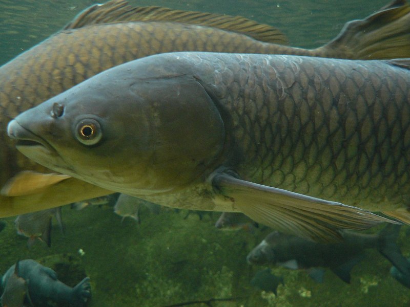 Белый Амур (Ctenopharyngodon Idella)