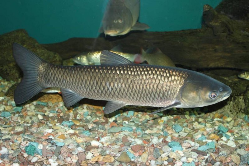 Белый Амур (Ctenopharyngodon Idella)