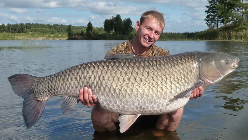Белый Амур 30 кг