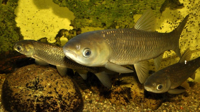 Белый Амур (Ctenopharyngodon Idella)