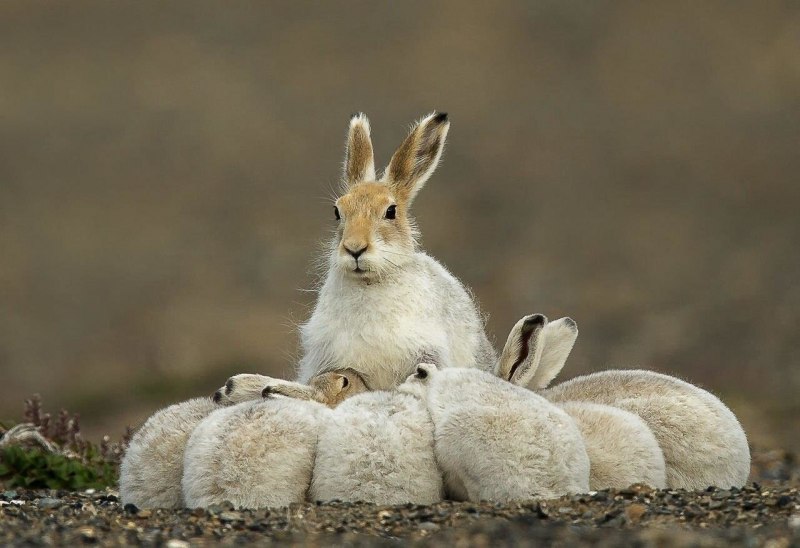 Заяц-Беляк Lepus timidus