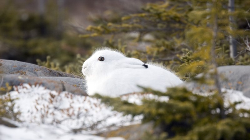 Заяц-Беляк – Lepus timidus Linnaeus, 1758