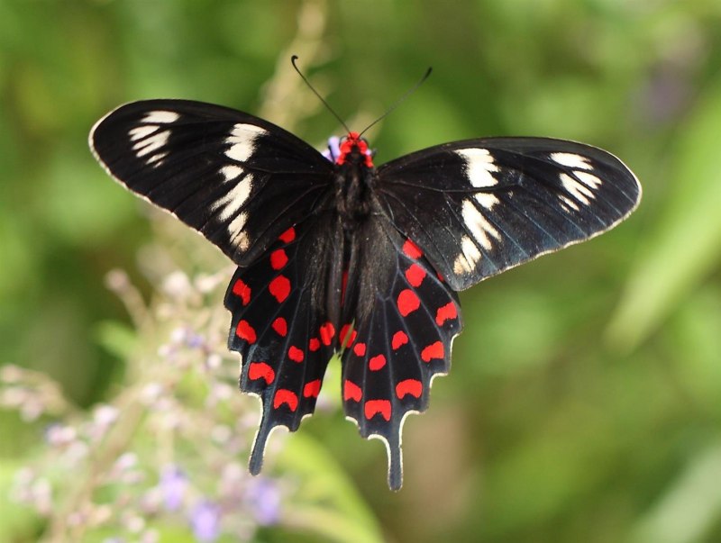 Papilio Rumanzovia бабочка