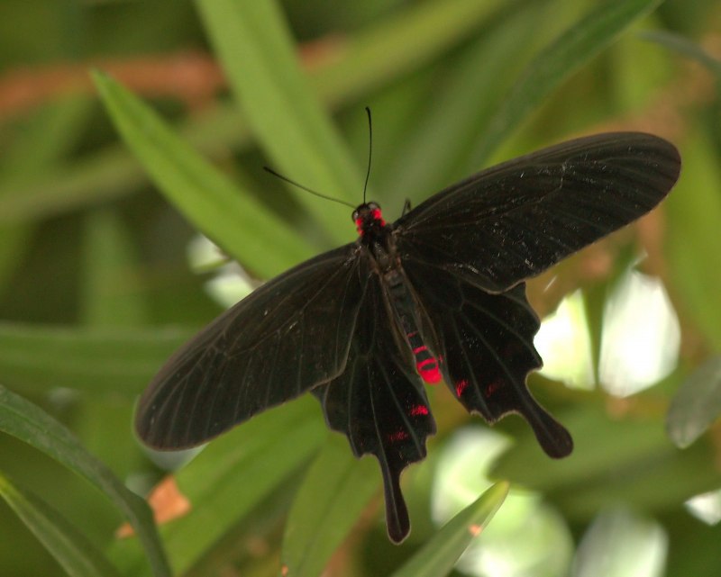 Pachliopta kotzebuea парусник Коцебу