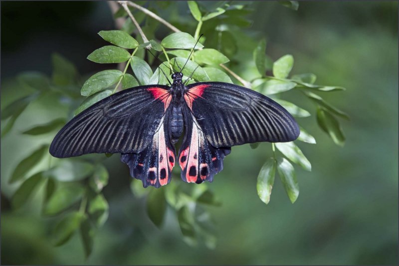 Парусник Румянцева (Papilio Rumanzovia)