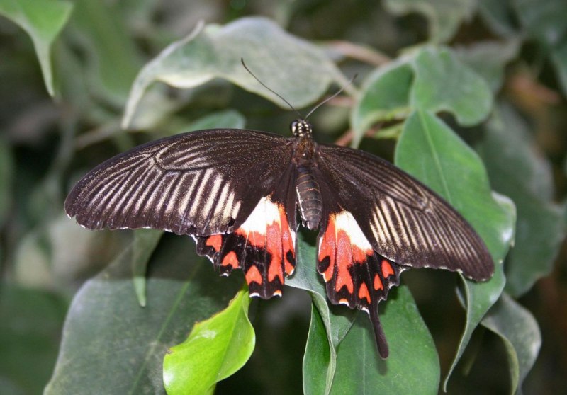 Парусник Румянцева (Papilio Rumanzovia)