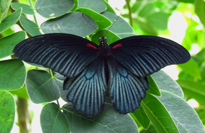 Atrophaneura Hector