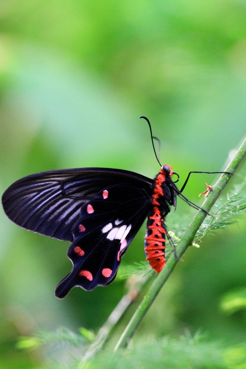 Papilio Rumanzovia бабочка