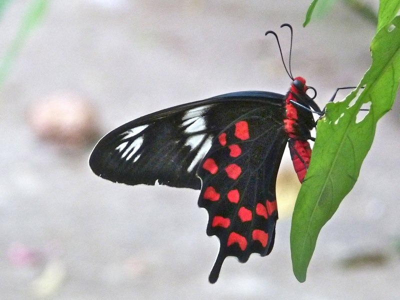 Парусник коцебу бабочка (59 фото)