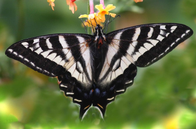 Pachliopta aristolochiae