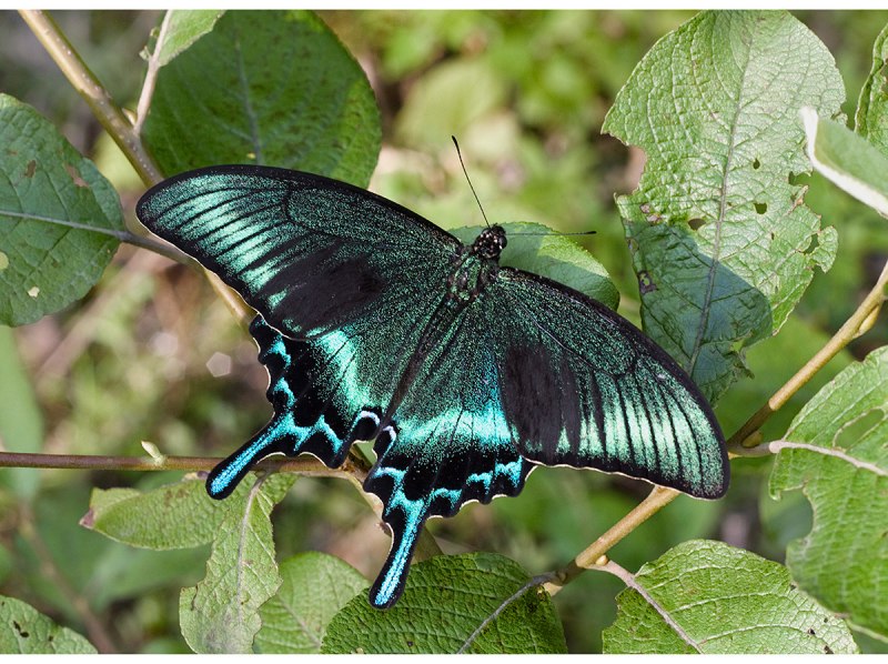 Парусник Румянцева (Papilio Rumanzovia)