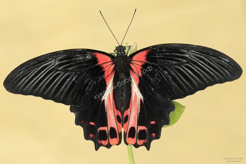 Papilio thoas бабочка