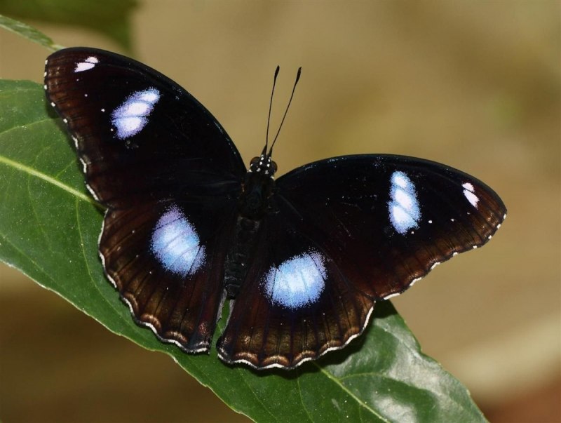 Бабочка парусник Румянцева (Papilio Rumanzovia)