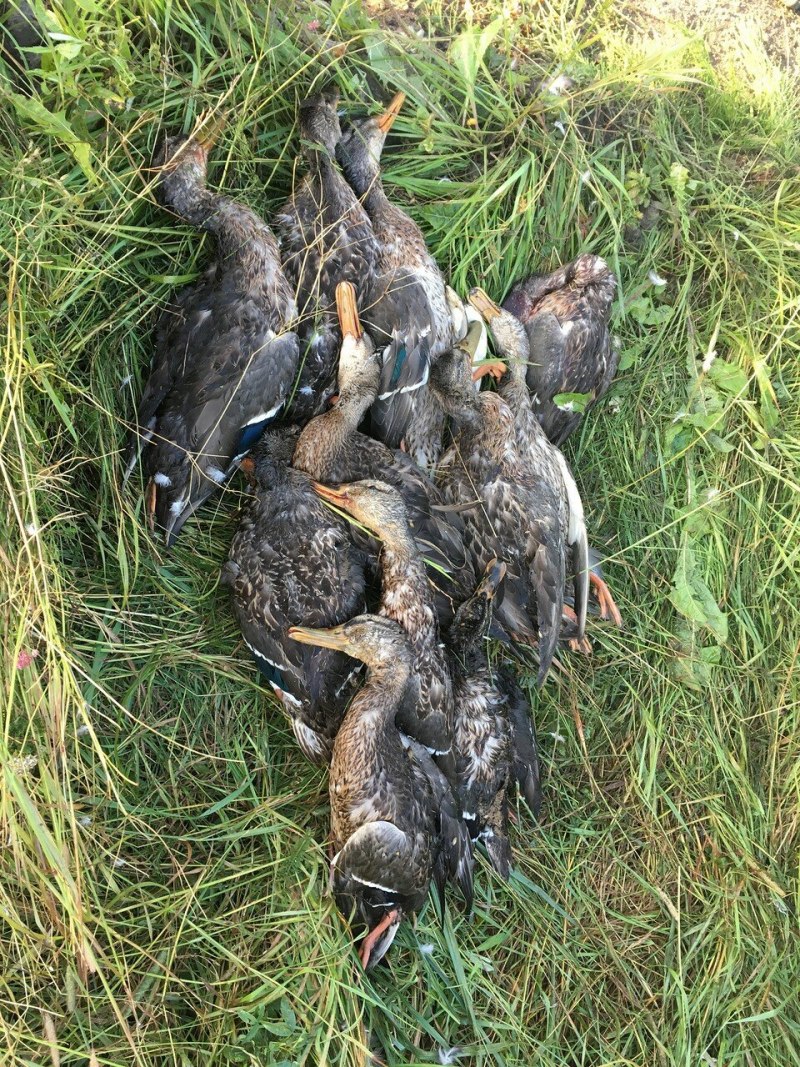 Дупель Gallinago Media