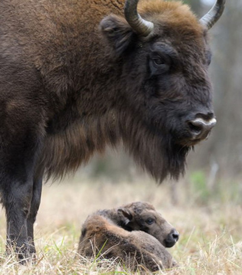 ЗУБР Bison bonasus