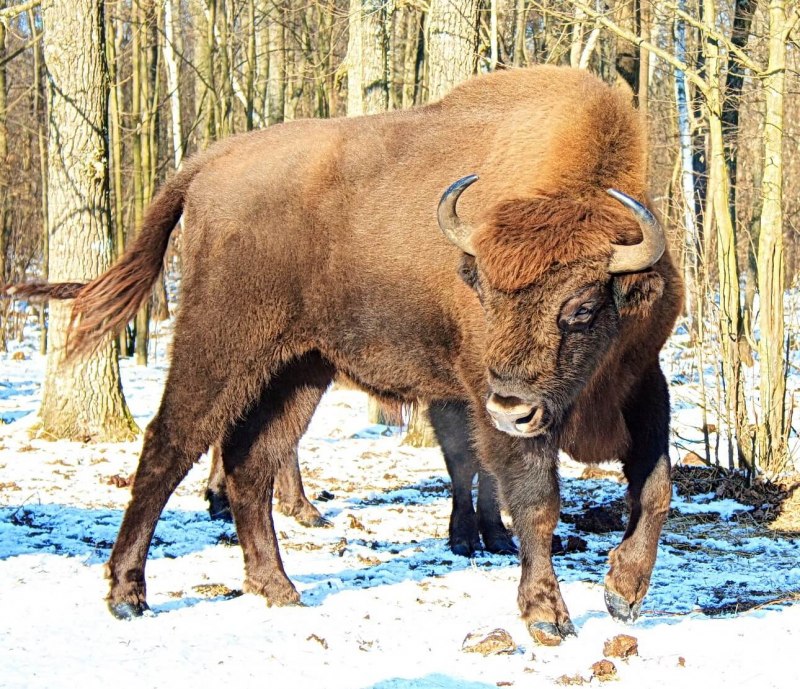 ЗУБР Bison bonasus