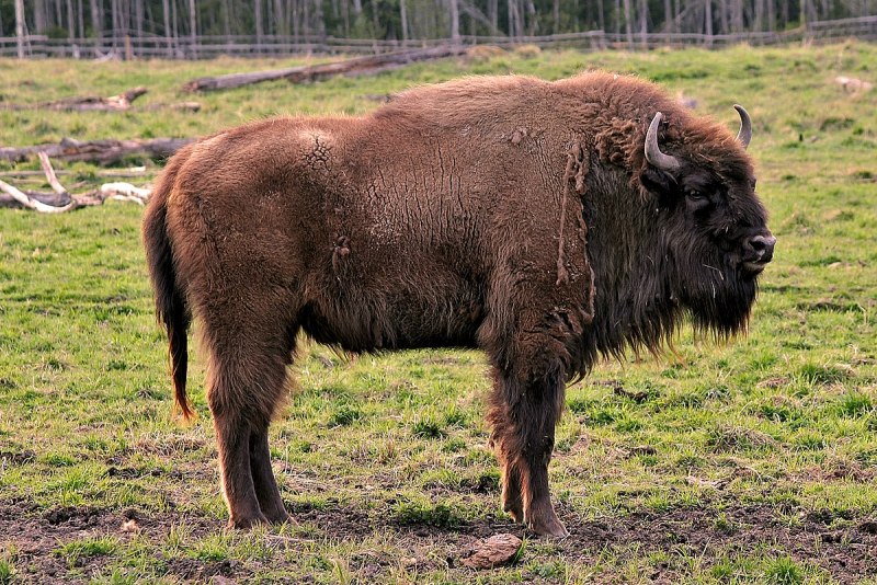 ЗУБР Bison bonasus