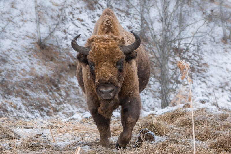 Кавказско-Беловежский ЗУБР (Bison bonasus)