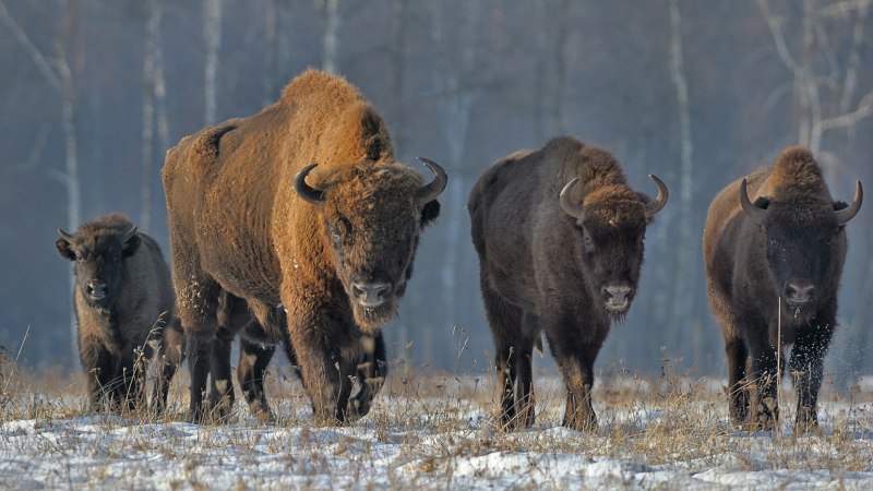 ЗУБР Bison bonasus