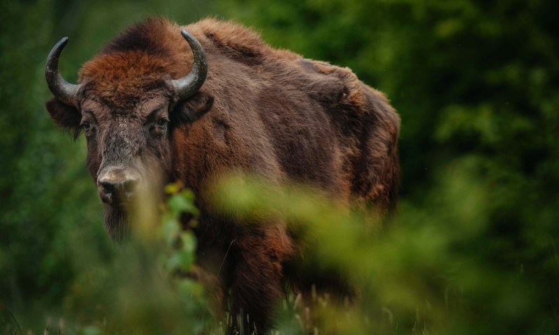 ЗУБР Bison bonasus