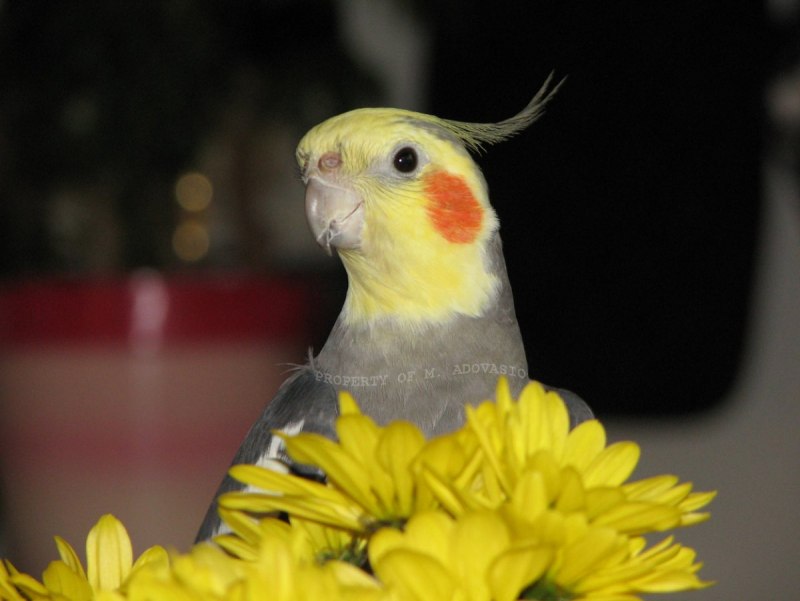 Красный попугай (Red Parrot)