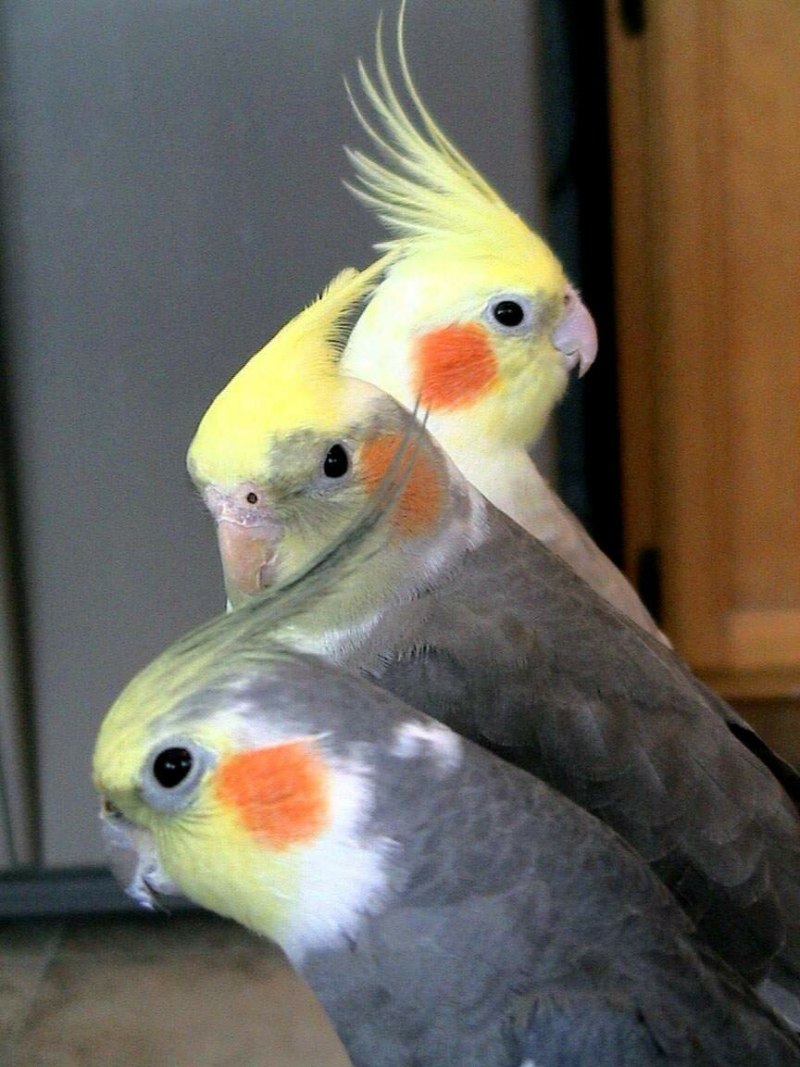 Корелла лютино
