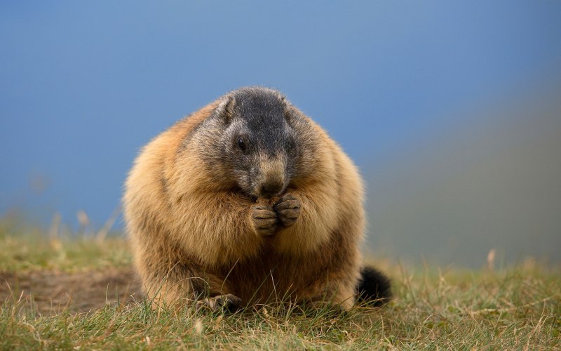 Сурков Marmota.