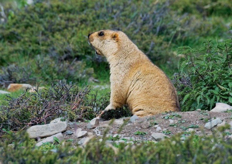 Alpine Marmot