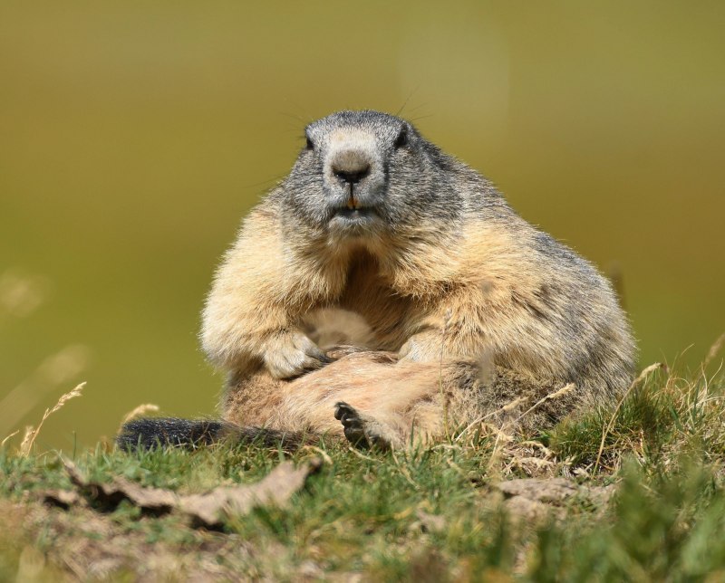 Forest-Steppe Marmot