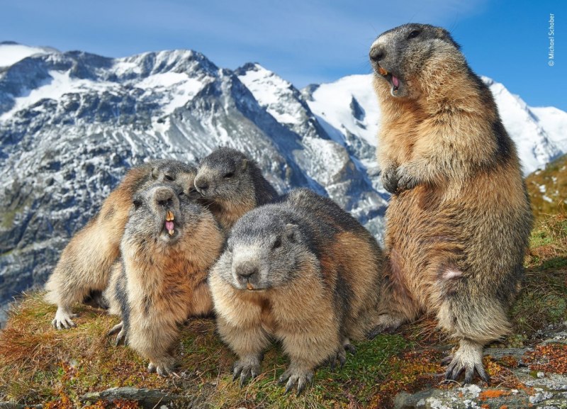 Marmota broweri