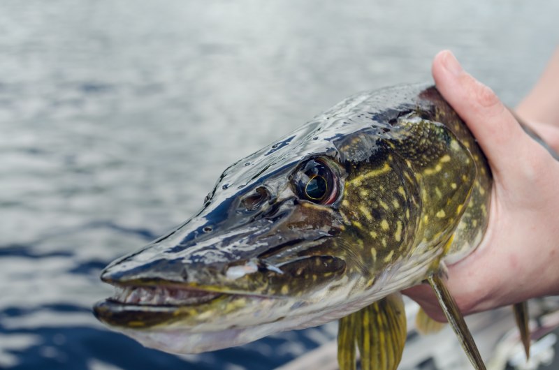 Вид обыкновенная щука - Esox Lucius