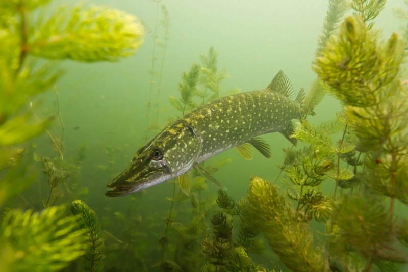 Щука Esox Lucius