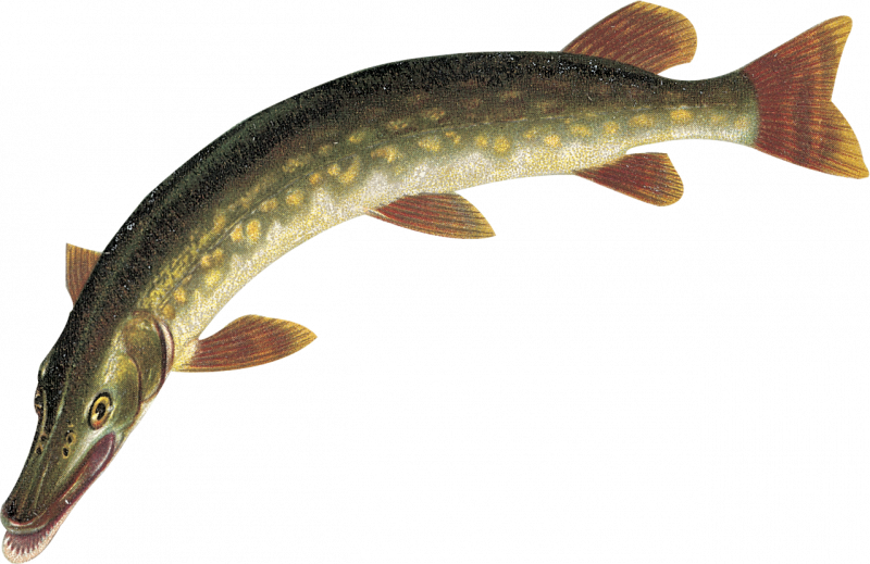 Вид обыкновенная щука - Esox Lucius