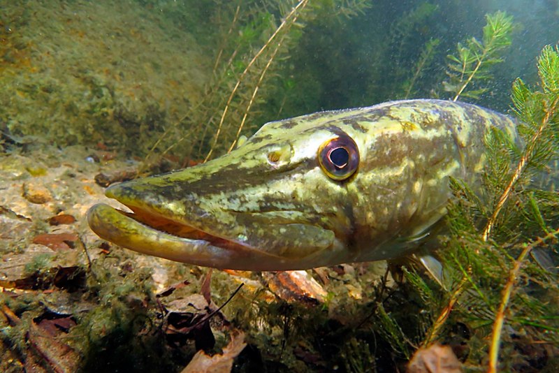 Вид обыкновенная щука - Esox Lucius