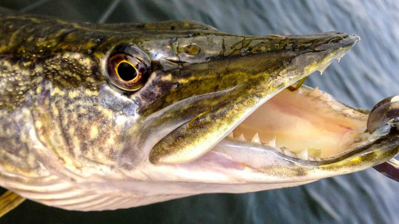 Щука-маскинонг - Esox masquinongy.