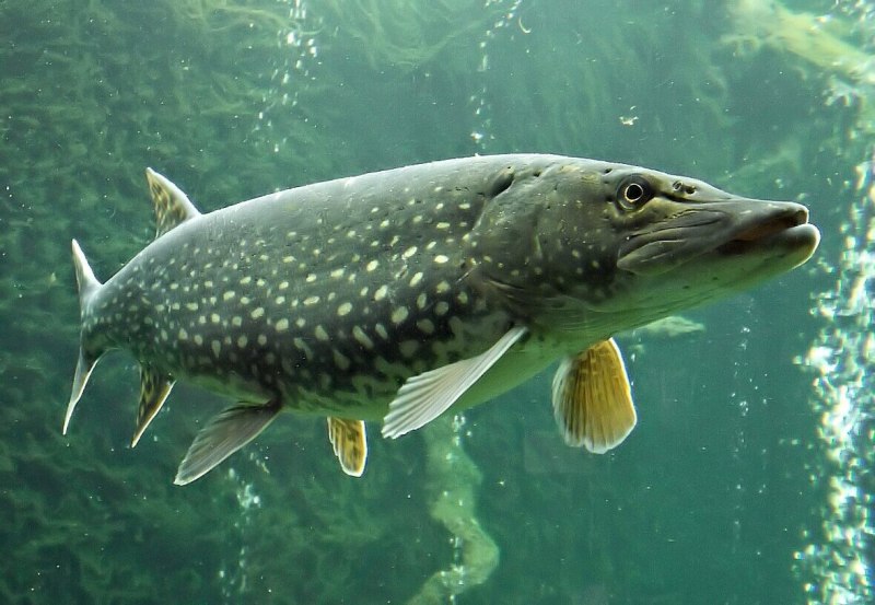 Обыкновенная щука (Esox Lucius)