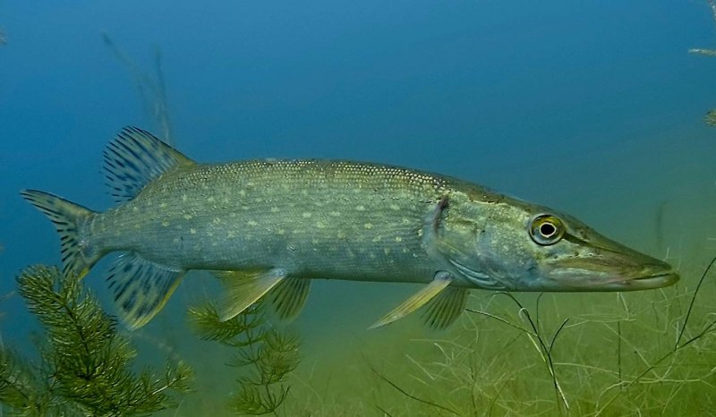 Вид обыкновенная щука - Esox Lucius