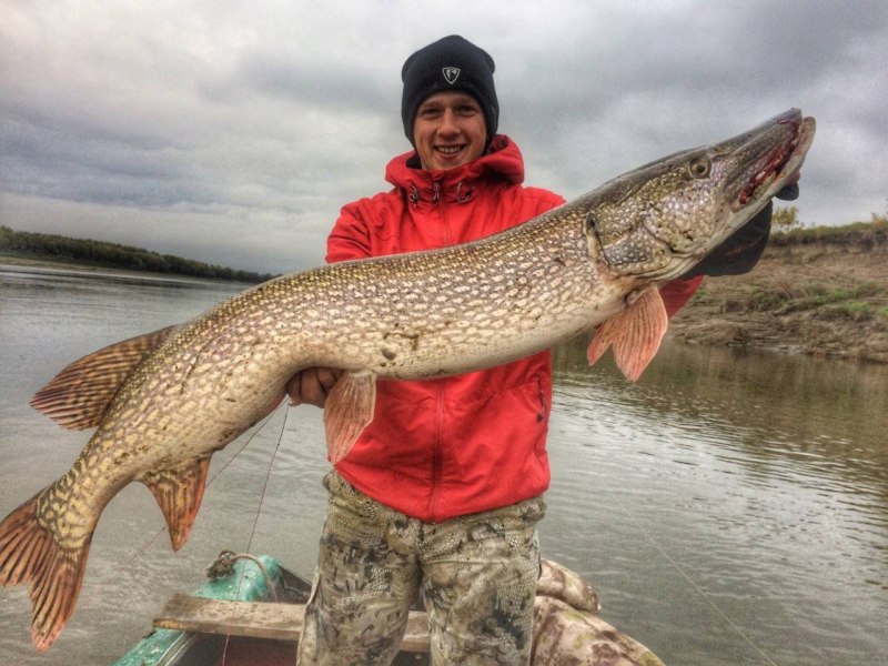 Щука Esox Lucius