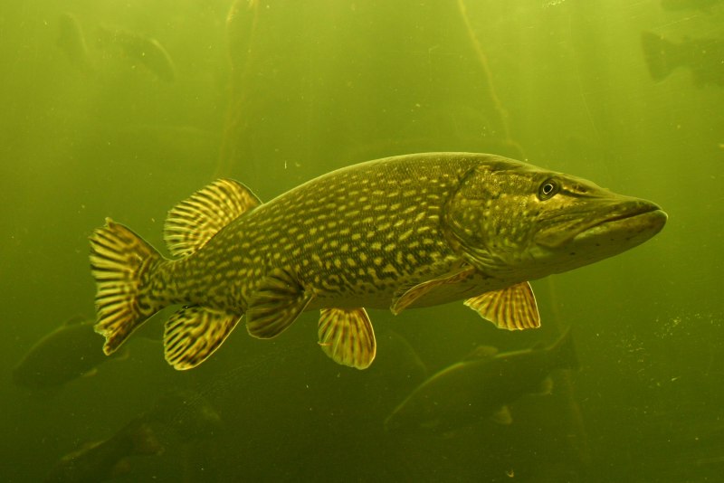 Вид обыкновенная щука - Esox Lucius