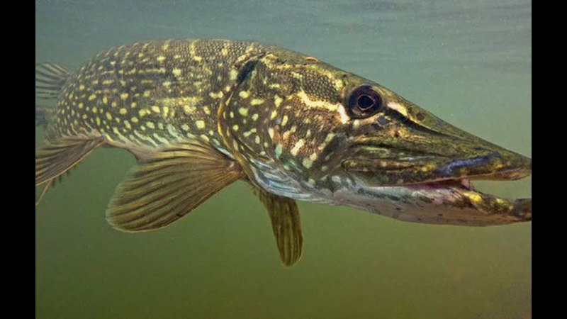 Esox kronneri