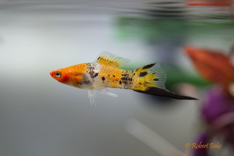 Зелёный меченосец Xiphophorus hellerii